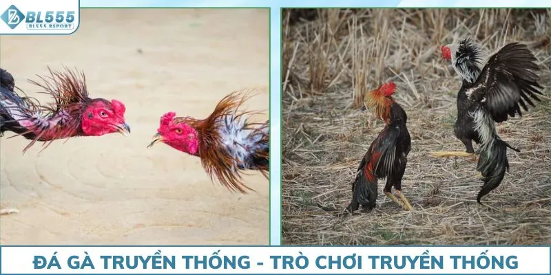 Đá gà truyền thống - Thi đấu dựa trên sức mạnh tự nhiên