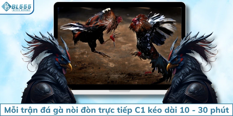Mỗi trận đá gà nòi đòn trực tiếp C1 kéo dài 10 - 30 phút